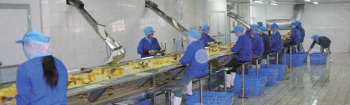 pineapple processing
