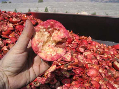 pomegranate juice processing plant machinery peels destroy juicing necessary extracted flavor seeds remove would before