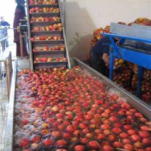 pomegranate processing plant washing juice machine bertuzzi basin line machinery