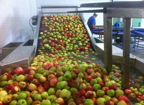 apple grading machine sorting