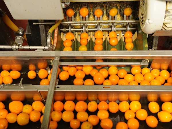 orange juice extraction